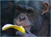 chimp eating banana