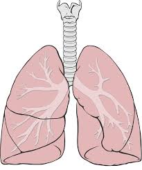 A healthy lung.